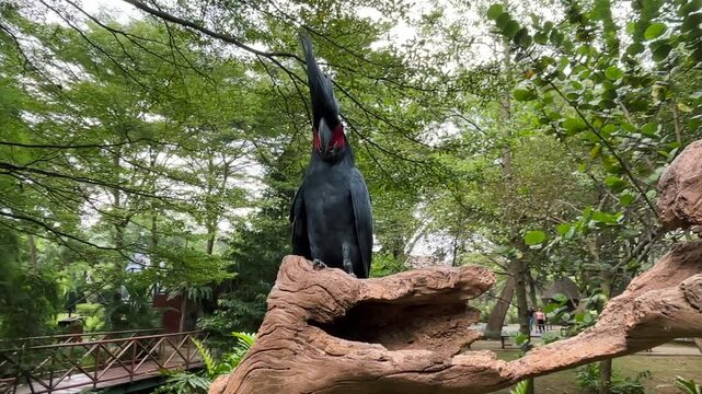 A black cockatoo perched on a tree branch looks cool and majestic. It has a cool crest.