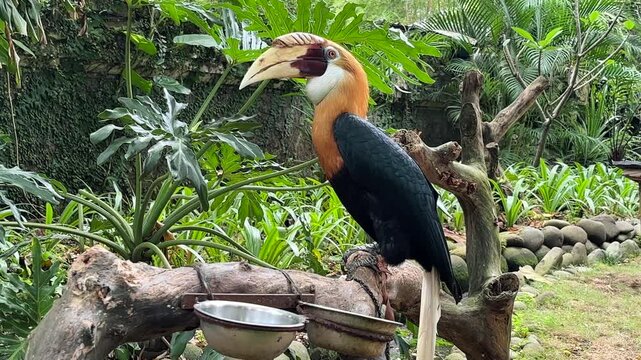 The hornbill has golden feathers on its neck, a bird with large lungs and a relatively large body, and has yellowish green and black feathers.