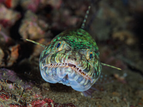 Close up view of a reef lizardfish resting on the seafloor in Anilao, Philippines