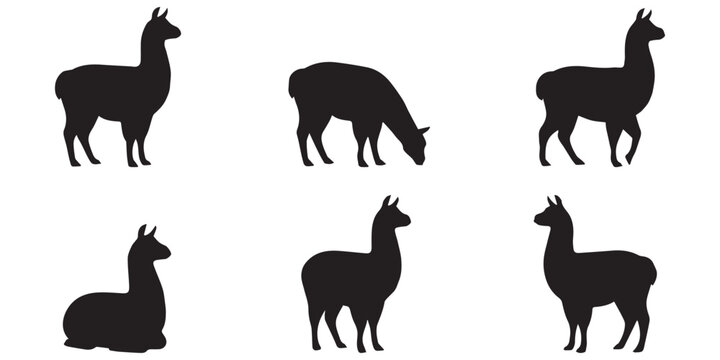 Llama Vector Set in Different Poses Isolated Farm Animal Silhouette Collection
