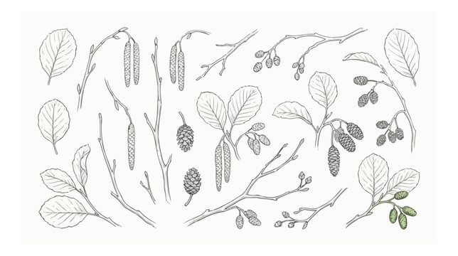 Vintage botanical alder tree sketches, hand drawn line art of alder branches with catkins and cones, rustic forest flora vector set