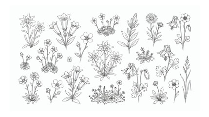 Fototapeta premium Vintage botanical alpine flowers vector set, hand drawn wild mountain floral line art, black and white meadow plant illustrations for wedding stationery