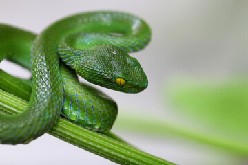 Fototapeta premium Close up of a green pit viper snake coiled around a plant stem with copy space.