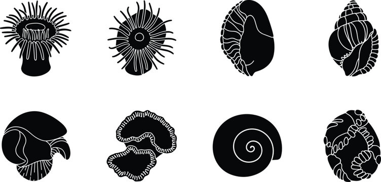  Marine life and shell silhouette icon collection with sea anemones, spiral shells, corals, and ocean organisms