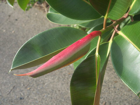 New Red Leaf Sprout on Green Ficus Elastica Rubber Plant
