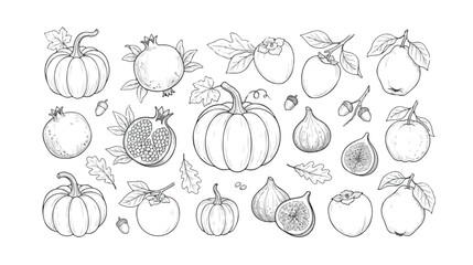 Vintage hand drawn autumn fruit and vegetable vector set, black and white line art pumpkins, pomegranates, figs and persimmons, botanical harvest illustrations © Ahmad