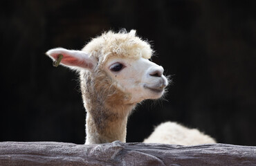 Obraz premium White alpaca looks out from behind fence, detailed fur and alert expression