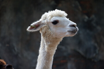 Obraz premium White alpaca looks out from behind fence, detailed fur and alert expression