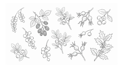 Vintage botanical berry illustrations, hand drawn forest fruit sketches, set of 11 wild berry vector elements for organic food packaging and herbal branding © Ahmad