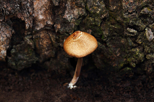The Little Brown Mushroom (LBM) is a small, brown, umbrella-shaped mushroom with a fibrous or scaly surface and a long, slender stem that grows near the base of trees or logs.