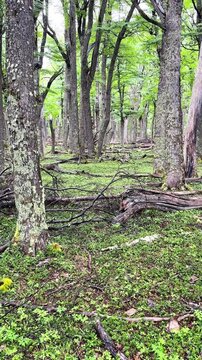 Beautiful forest near Lago del Desierto in Argentinian Patagonia