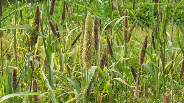 Field of Foxtail Grass with Tall Seed Spikes