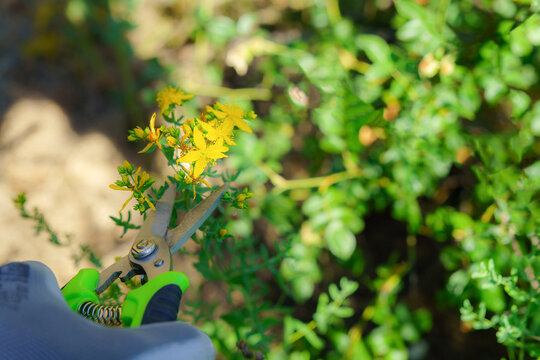 Hand wearing a glove harvesting st. John's wort, ,hipericum perforatum , known as a medicinal plant for herbalism, using pruning shears
