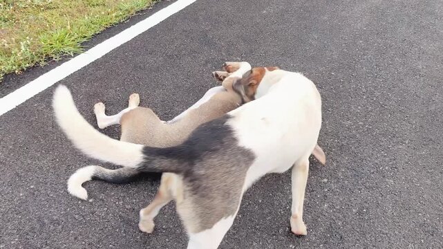 Two stray dogs are playing together, outdoor Chiangmai Thailand.