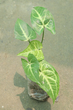 Arrowhead plants on farm for sell