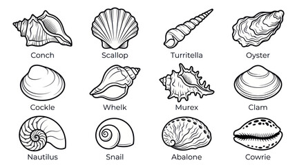 Collection of Seashell Illustrations: Conch, Scallop, Oyster, Nautilus, and more © noeh