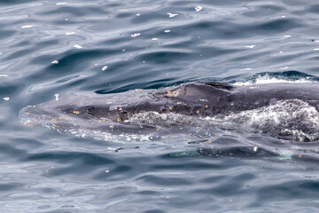 Fototapeta premium Close up of Humpback Whale's head