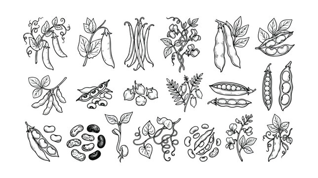 Vintage botanical legume illustrations, hand drawn bean and pea pod sketches, collection of 18 organic vegetable line art icons for packaging design