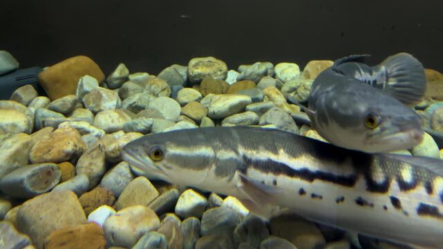 A compelling close-up shot capturing a Giant Snakehead (Channa micropeltes) fish swimming gracefully inside an aquarium tank.
