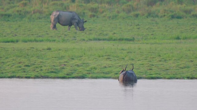 An Indian onehorned rhinoceros grazes on lush grass while a wild water buffalo cools off in the river at Kaziranga National Park.