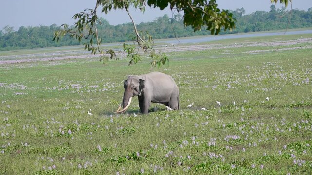 An authentic cinematic shot of a wild Indian tusker elephant grazing in a lush green wetland meadow filled with white birds.