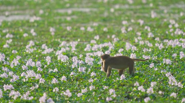 Wild rhesus macaque monkey walks through a field of blooming water hyacinth flowers in India.