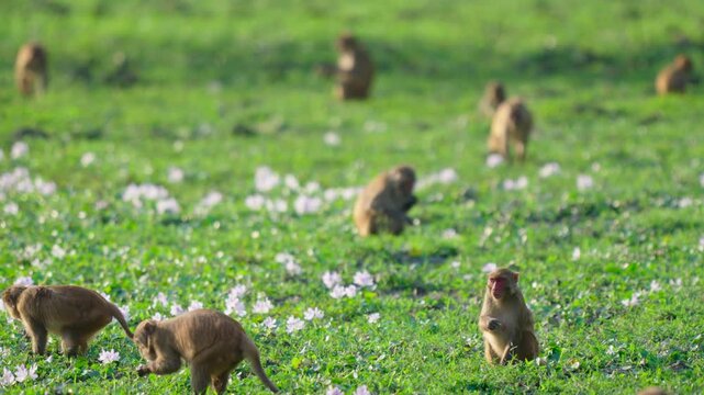 Wild rhesus macaque monkeys forage and play in a lush green Indian meadow filled with white wildflowers. Authentic wildlife scene for nature documentaries.
