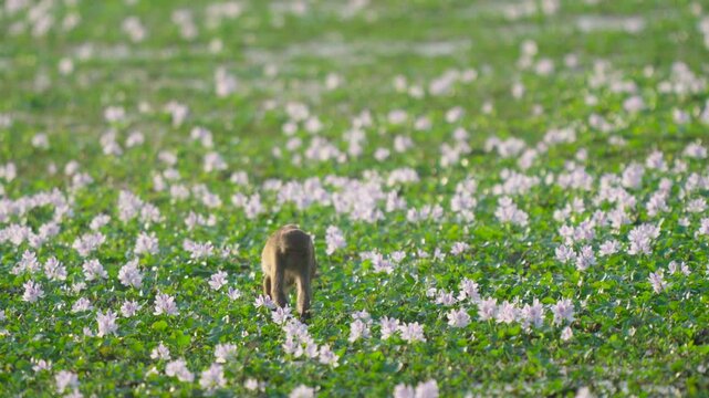 A wild monkey explores and forages among blooming purple water hyacinth flowers in a scenic Indian wetland.