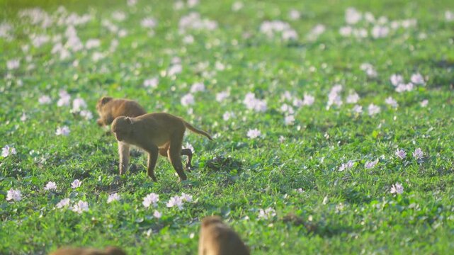Wild macaque monkeys forage in a lush green flower field in India. Authentic wildlife scene in natural habitat.