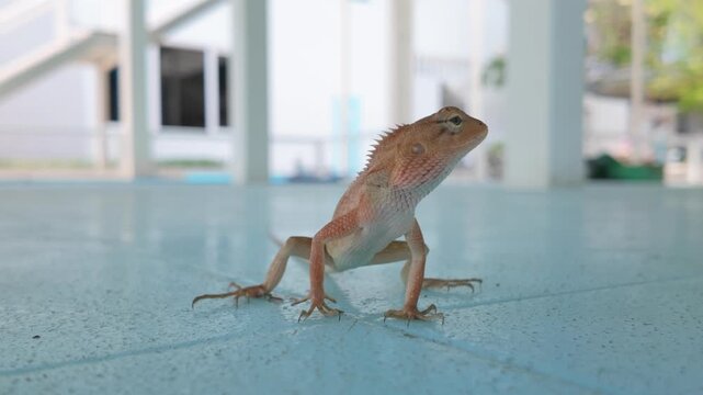 Alert Oriental Garden Lizard Standing On A Tiled Floor. Close-up Shot