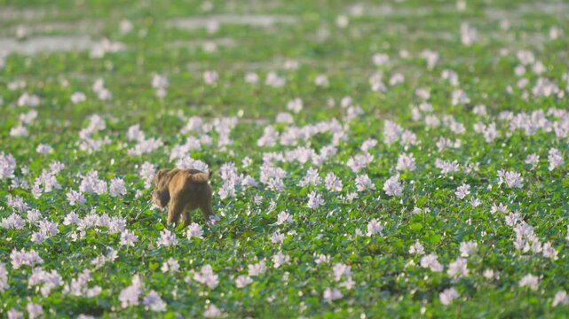 A wild rhesus macaque monkey walks through a lush green field filled with purple water hyacinth flowers in India. Great for wildlife documentaries.