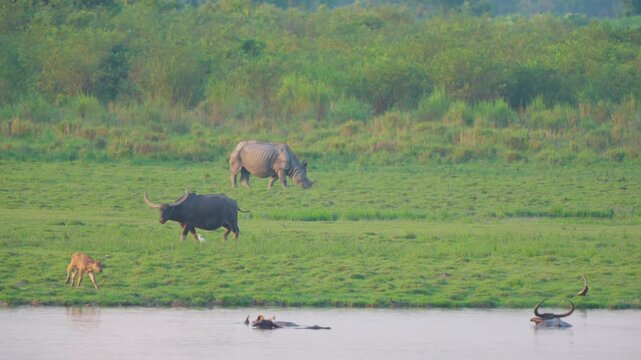 Authentic cinematic shot of an endangered Indian rhinoceros and wild water buffaloes grazing peacefully in Kaziranga, Assam.