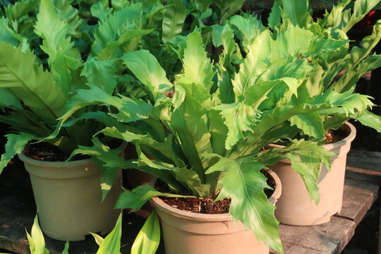 Asplenium nidus and Bird nest fern leaf plant on pot in farm