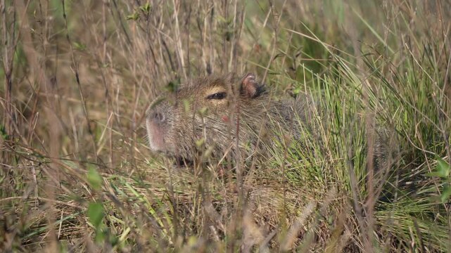 Capybara lies almost hidden among tall dry grasses and green tufts in a quiet Argentine wetland habitat.