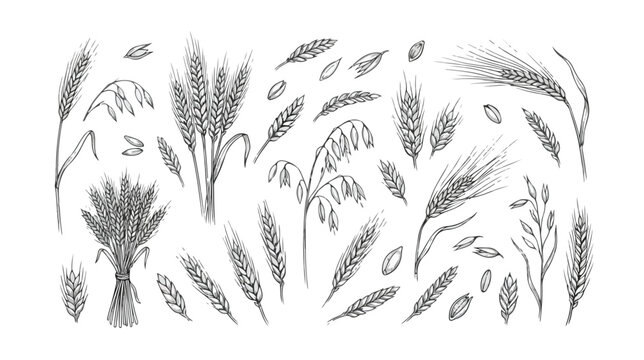 Vintage hand drawn cereal grains vector set, botanical wheat and barley sketches, organic rye and oat stalks for bakery packaging design