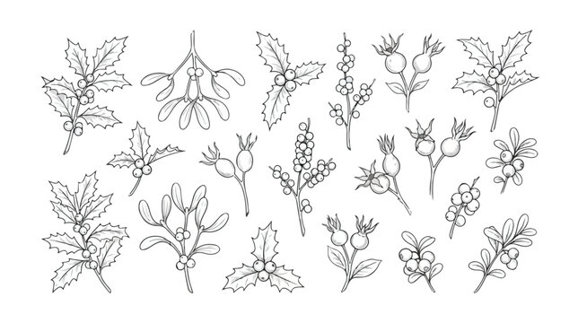 Hand drawn Christmas botanical line art set, winter holly and mistletoe berry branches vector, minimalist floral holiday greenery illustrations