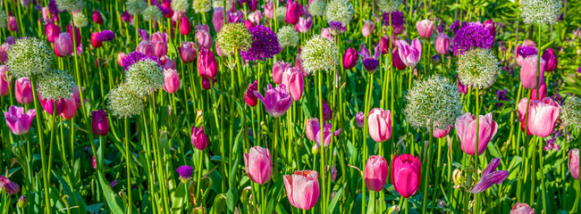 Fototapeta premium blühende Tulpen