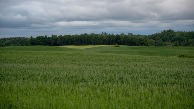 Green Crop Field and Rural Farmland Landscape Under Overcast Sky