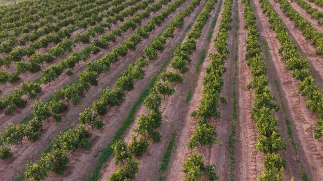 Rows of green citrus trees stretch across red soil farmland, viewed from above showing geometric patterns of an orchard plantation in warm sunlight