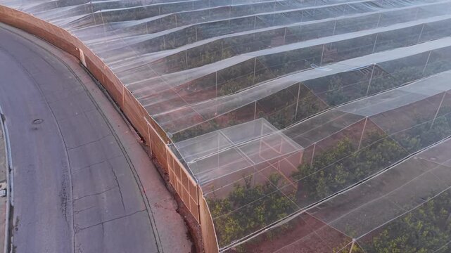 Large nethouse structure covering rows of citrus trees on red soil farmland, viewed from above showing protective mesh canopy and organized tree plantation