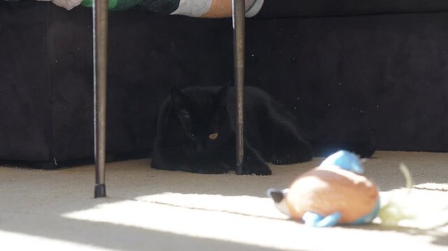 Handheld of One Eyed Domestic Black Cat Relaxing Under furniture Next to a Toy