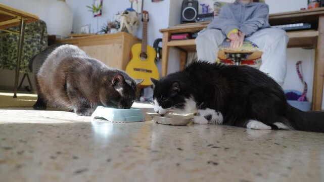 Two domestic cats eating from bowls on sunlit floor inside cozy living room with owner nearby relaxing in sweatpants