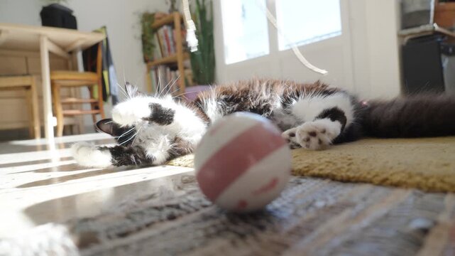 Close-up of tuxedo cat rolling on its back with a toy ball in a warm sunbeam