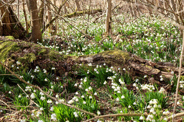 Fototapeta premium A spring forest landscape with countless white blooming spring snowflakes covering the ground. In the foreground lies an old fallen tree overgrown with green moss among thick primrose patches. Natural