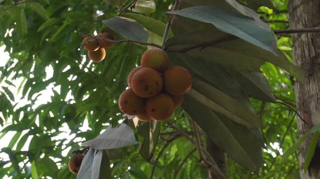Cluster of Ripe Velvet Apple Fruits on Tree Branch