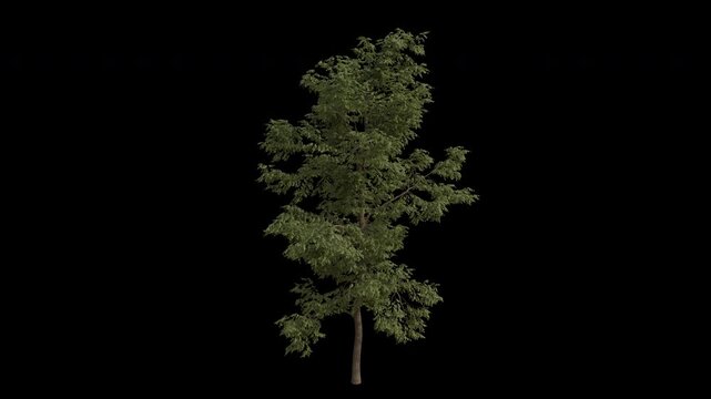 Black Locust Tree Swaying in Wind Loop Animation with Alpha Channel. Wind Blows The Robinia Pseudoacacia Tree. Tree Leaves Swaying. Animated Tree Branches Moving in Breeze. Transparent BG. Loop Animat