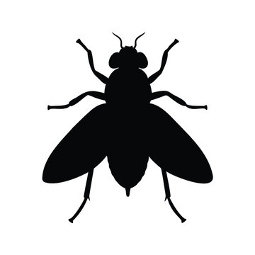 Silhouette of fruit fly detailed vector illustration in black and white design, fruit fly silhouette vector illustration