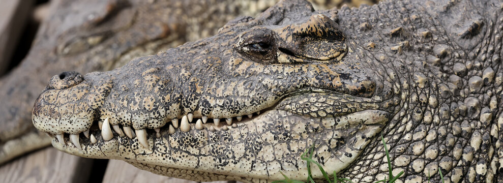 American Crocodile resting showing rough skin and sharp teeth