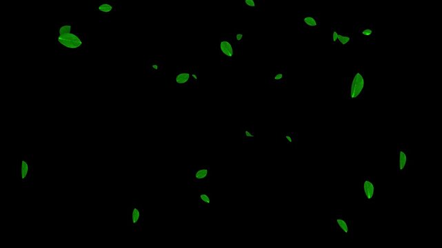 3D Leaves falling top bottom. Falling autumn leaves, View from bottom to top, Autumn Leaves Falling Top to Bottom Animation on on black screen background with rotation alpha channel. 4K Animation