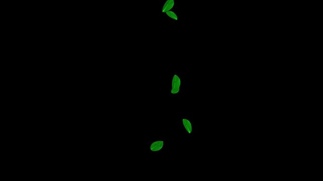 Green leaves realistic falling animation, Leaves falling top bottom, Falling autumn leaves, View from bottom to top Leaves Falling on black screen background with rotation alpha channel. 4K video